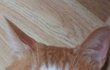 【4탄】울냥이 나비 주말 보내기