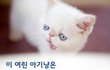 못생긴고양이 이바를 소개합니다.