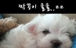 토깽이 빙의된 우리 꼬망망