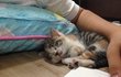 아기고양이 ~ 셀프