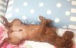가출 일주일째ㅠ 진짜 그립고 눈물이 나네요..ㅠ