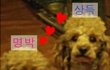 [사진有]개부자집 명박상득  코딱지 구경
