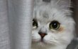 > >우리집 고양이 모하냥 1탄ㅋㅋ< < 