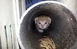 아기고양이 리오레이비~ 귀욤팡팡!  'ㅡ'