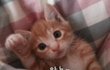 꼬마고양이 리오레이비 왔어요!  'ㅡ' (사진매우많음)