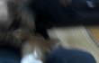 저희집 현관문앞에 개가 버려져?있어요..어떻게해야하나요ㅠㅠㅠㅠ