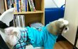 일산 주엽에서 잃어버린 강아지를 너무너무 애타게 찾고있어요.(시츄, 하늘색 옷을 입고있어요)