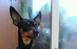 제발 부탁드립니다. 우리 깜돌이좀 찾아주세요.