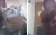 방송서 고양이 목조르고 때리고… 막장 BJ 논란