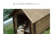 집 지키라고 데려왔더니..