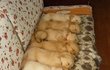 ctrl+c,ctrl+v