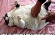 나 허리 23인치인데 뚱뚱한거지? (사진유재석짱)