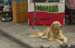 파일 옮기는 중.gif