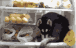 향수병.gif