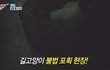 4월5일 먹거리X파일 보셨나요?