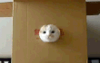 초절정 음란마귀가 왓다 .GIF