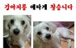 제발 강아지를 찾아주세요...부탁드립니다...제발요..