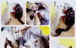 수정(사진+))고양이무료분양합니다(사진有)