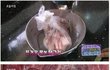 냉동고기 빨리 녹이는 방법 !?