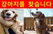 <강아지를 찾습니다11>