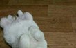 우리집 개 진짜 예쁘게 컸음 (필독)