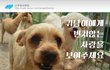 [나주천사의집/요크셔테리어] 상처많은 귀남이의 평생가족을 찾습니다.