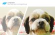 [나주천사의집/시츄] 다시 한 번 길이를 웃게 해줄 평생가족을 찾습니다.
