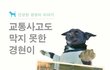[나주천사의집/믹스견]교통사고도 막지 못한 경현이의 평생가족을 기다립니다.