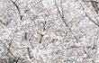 여의도말고 특색있는 서울벚꽃명소 추천