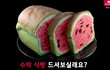 으헠 시원하다! 여름엔 수박이지~