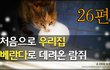 26편 - 처음으로 집 베란다로 데려온 길고양이 람쥐_시즌1