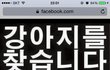 강아지를 찾습니다!!!
