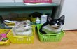 우리집냥이-어릴적 나의 고양이(나베)와 아오, 쿠로