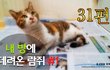 31~33편 - 내 방에 데려온 길고양이 람쥐[시즌1 완결]
