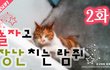 2화 - 놀자고 장난치는 길고양이 람쥐^^_시즌2