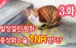 3화 - 발정걸린 길고양이 람쥐 중성화수술 TNR 받다ㅠㅠ_시즌2
