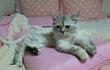 [드림냥] 애교쟁이지만 우주 최강 겁쟁이 냥이 드림이입니다^^