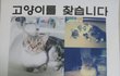 은평구립도서관 쪽에서 잃어버린 고양이 찾습니다. 