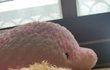 우리집 막둥이 공주마마