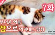 7화 - 무더운 여름 잠으로 이겨내는 길고양이 람쥐_시즌2