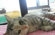 (감사합니다)박스 안 고양이 망고를 찾았습니다!