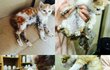 고양이가 싫으면 이래도 되나요?ㅠㅠ