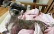 애기때 입양갔다 파양되어 돌아온 사랑이.