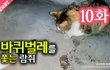 10화 - 바퀴벌레를 쫓는 길고양이 람쥐_시즌2