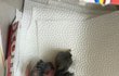 결시친 파양글을 보며 제 얘기 한번 써 봅니다.