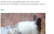 토끼가 임신을 못한 이유
