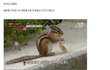 너무 귀여워서 외국에 수출되는 한국산 동물