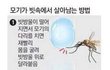 모기가 빗속에서 살아남는 방법