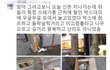 신촌거리에 쥐 출몰