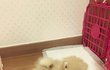 강아지찾아올 방법없나요?